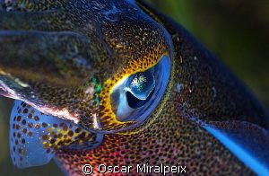 Calamar close up by Oscar Miralpeix 